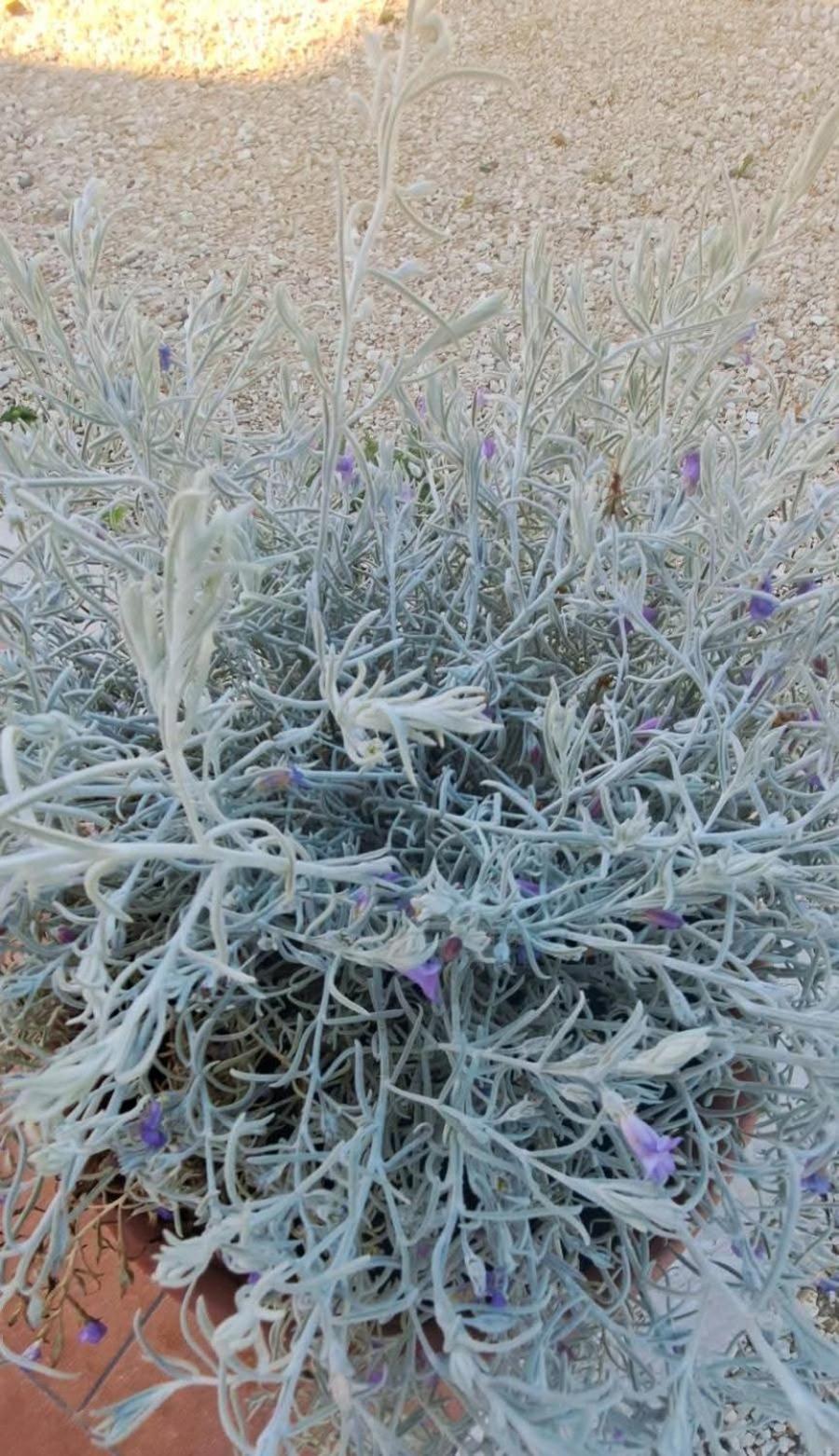 Agriturismo Maremma Amara Saturnia Eksteriør billede